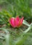 Pink botanical tulip blossoming in the spring