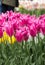 Pink botanical tulips flowers blooming in a garden.