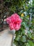 Pink botany and floral blooming in a garden. Pink Rosa Sinensis flower. Hibiscus flower close-up shot on a blurry background. Pink