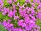 Pink bougainvilea with green leaves in the garden.