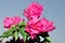 Pink bougainvillaea flowers