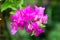 Pink Bougainville