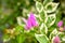 Pink bougainville flower detailed macroshot