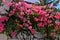 Pink bougainvillea