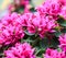 Pink bougainvillea