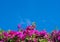 Pink bougainvillea against blue sky.