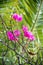 Pink Bougainvillea against Palm Leaves