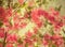 Pink bougainvillea art background