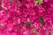 Pink Bougainvillea. Beautiful colorful mediterranean plant. Tropical flowers bright background