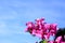 Pink bougainvillea blooming