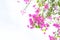 Pink bougainvillea blooming and white background