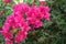 Pink bougainvillea blooms in the garden