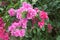 Pink bougainvillea blooms in the garden