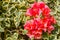 Pink bougainvillea blooms in the garden, soft focus.