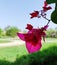 Pink bougainvillea blooms. View from the window.