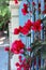 Pink bougainvillea on a blue fence at Korea Town in Los Angeles.
