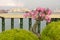 Pink bougainvillea bonsai in garden, Penang Island, Malaysia