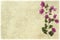 Pink bougainvillea branch on pale ribbed parchment