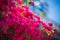 Pink bougainvillea bush, Crete, Greece