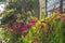 Pink Bougainvillea Bush flowering shrub, hedge. Summer tropical bougainvillea shrubs in bloom