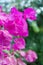 Pink bougainvillea closeup