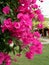 Pink Bougainvillea Decorative Landscaping Feature