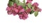 Pink Bougainvillea flowe isolated with clip path or paper flower