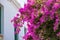 Pink bougainvillea flower, blur house whitewashed wall, sunny day. Kythira Greek Island, Greece