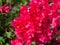 Pink bougainvillea flower, Bougainvillea is a thorny ornamental vines.
