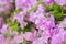 Pink bougainvillea flower front focus