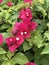 Pink Bougainvillea flower in the garden.