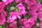 Pink Bougainvillea flower in the garden ,Tropical flora Bougainvillea,Beautiful Fresh Pink flower plant in summer