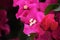 Pink bougainvillea flower macro in a garden with green leaves. Empty copy space