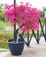 Pink bougainvillea flower in pot