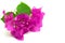 Pink Bougainvillea Flower on white background