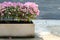 Pink Bougainvillea Flower in White Cement Pot