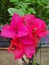 pink bougainvillea flower in the yard