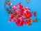 Pink bougainvillea flowering branches on a background of blue sky, CLOSE UP