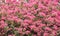 Pink bougainvillea flowering in spring