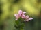 Pink Bougainvillea flowers