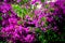 Pink bougainvillea flowers