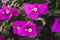 Pink bougainvillea flowers