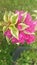 pink bougainvillea flowers