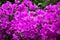 Pink bougainvillea flowers