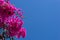 Pink bougainvillea flowers against blue sky