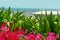 Pink bougainvillea flowers bloom in foreground, framing a serene view of tranquil ocean under clear blue sky