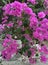 Pink Bougainvillea flowers bloom with their enchanting beauty