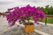 Pink Bougainvillea flowers blooming in flowerpot at garden