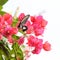 pink Bougainvillea flowers and colorful black flying butterfly in white background.