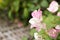 The pink bougainvillea flowers look bright and beautiful